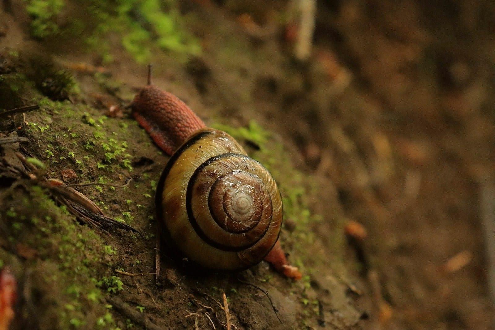Mucine d'escargot (Snail Secretion Filtrate)