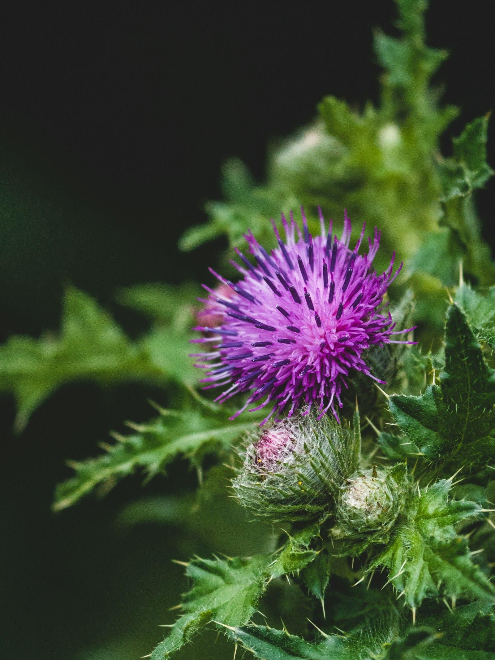 Comedoclastin (Silybum Marianum · Chardon-Marie)